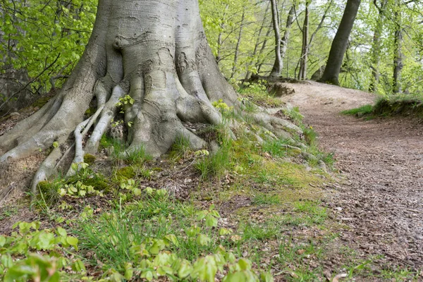 Baharda Parkta Yürüyüş Yaparken Yol Boyunca Kayın Ağaçları Vardı — Stok fotoğraf