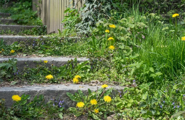 Kroky Schodech Zahradě Kvetoucími Divokými Květy Jaře — Stock fotografie