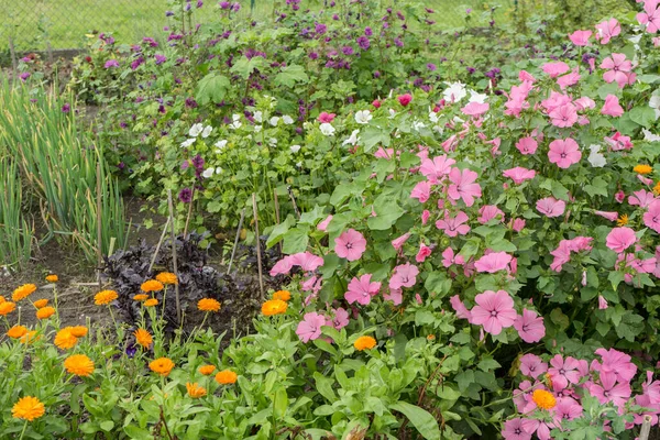 Zahrada Květinami Bylinkami Létě — Stock fotografie
