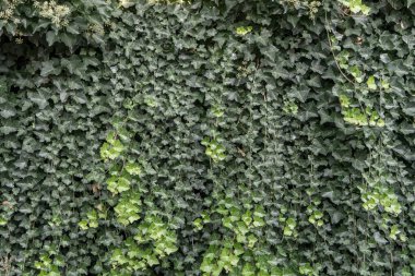 Yeşil sarmaşık duvar arkaplanı. Yeşil sarmaşık duvar dokusu.