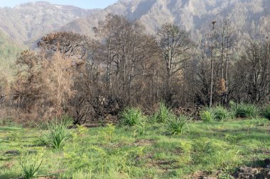 2023 'teki orman yangınından sonra Tenerife Kanarya Adası' nda kömürleşmiş ağaçlar.