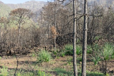 2023 'teki orman yangınından sonra Tenerife Kanarya Adası' nda kömürleşmiş ağaçlar.
