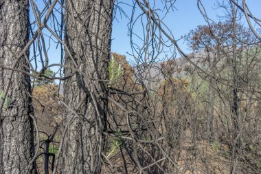 2023 'teki orman yangınından sonra Tenerife Kanarya Adası' nda yeni yetişen kömürleşmiş ağaçlar.