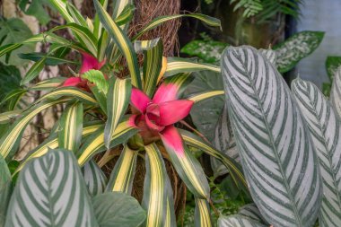 Bromeliad Neoregella Caroliae ve Kolombiyalı maranthal Calathea ornata ile detaylı çekim