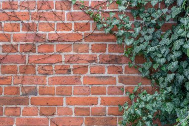Tuğla duvar ve sarmaşık bitkisi olan bir arka plan