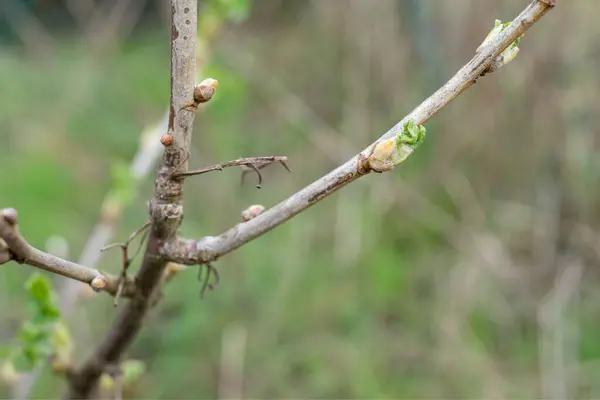 Close Black Currant Buds Spring Stock Photo