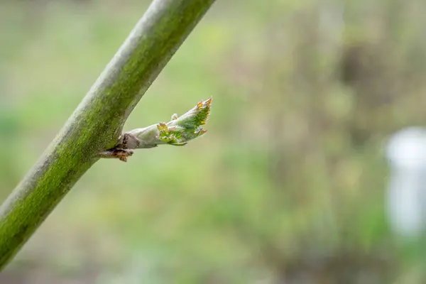 Branch Blackberry Plant Bud Royalty Free Stock Images