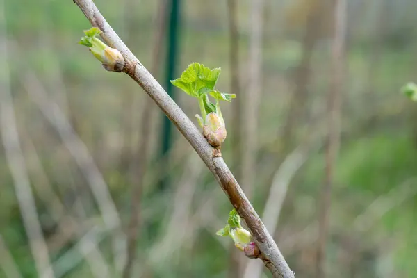 Close Black Currant Buds Spring Royalty Free Stock Images