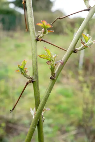 Branches Blackberry Plant Buds Spring Stock Picture