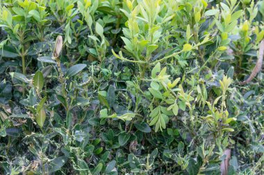 Ağaç güvesi tırtıl kutuyu çıplak yer.