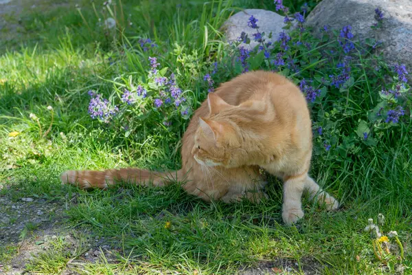 Красный Кот Сидит Рядом Цветущей Кошкой Лицензионные Стоковые Фото