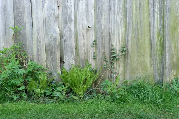 木の壁 野生の植物および草が付いている背景 ロイヤリティフリーのストック写真