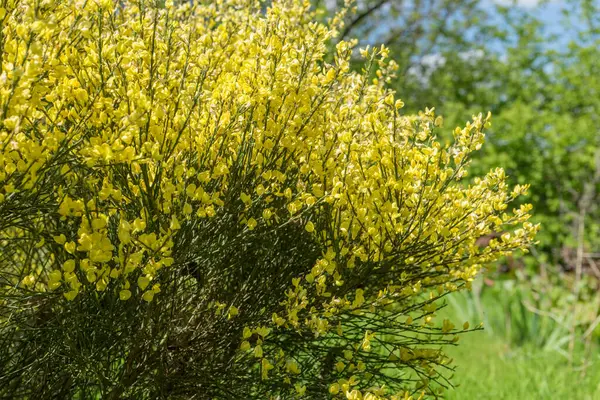 自然の庭で黄色い咲くゴージャス ストック写真