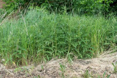 Devedikeni bitkileri yazın biçilmiş bir çayırın önünde samanla