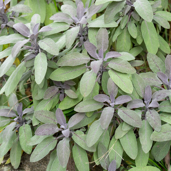 Detailed shot of a sage bush with purple-green leaves