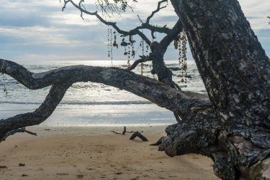 Khao Lak 'taki kumsalın manzarasında eğri büğrü bir ağaç ve ön planda doğal süsler var.