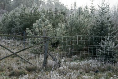 Planting young conifers with protective fence clipart