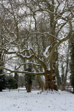 Plane tree in winter in Krumker Park near Osterburg clipart