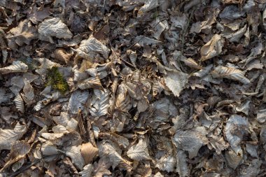 Kayın ağacının kurumuş yapraklarının üzerinden bak.