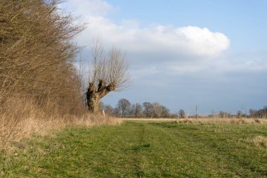 İlkbaharda orman kenarı, çayır ve çayırları olan manzara.