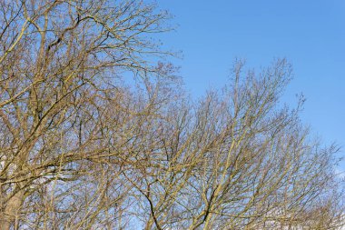 Yapraksız yapraksız yaprak döken ağaçların yakın çekimi mavi kış gökyüzüne karşı