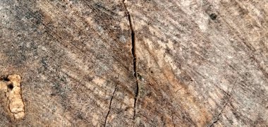 Kaba ağaç kabuğu dokusunun yakın çekimi doğal desenleri ve toprak tonlarını gösteriyor. Kabuğun ayrıntılı yüzeyi koyu kahverengi ve gri katmanlarını gösterir, doğa temalı arka planlarda kullanmak için idealdir..