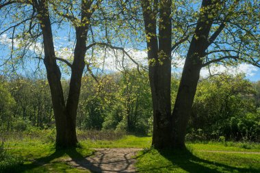 Two mighty oak trees standing like guardians or sentinels above a path in a Northeast Ohio meadow in early spring