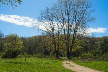 Two oaks standing tall in a Northeast Ohio meadow are just beginning to leaf out in early spring.