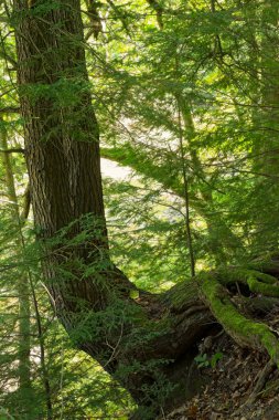 Büyük bir ağaç bir uçurumun en tepesine tutunur, arka plan daha yumuşak odaklanır.