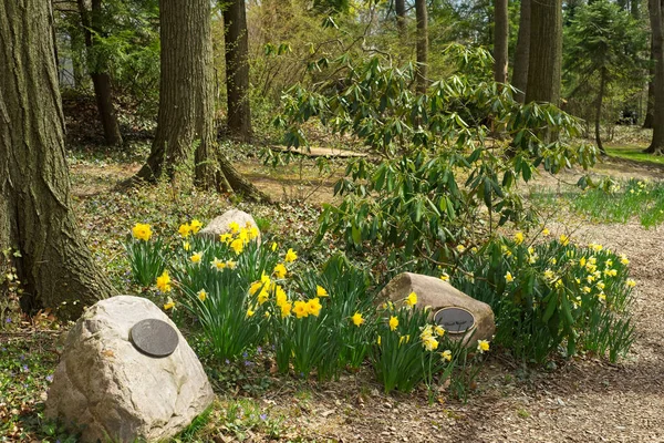 Eine Gedenkausstellung Mit Narzissen Und Einem Rhododendronbusch Auf Einem Friedhof — Stockfoto