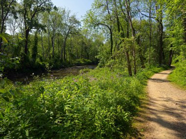 Ohio 'nun kuzeydoğusundaki Chagrin Nehri boyunca dizgin yol, nehir ve patika arasındaki bitki örtüsünde kır çiçekleri açıyor.