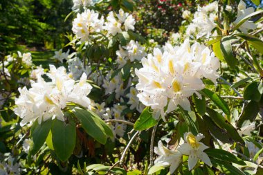 Güneş ışığı altında parlayan beyaz rhododendronların yakın çekimi