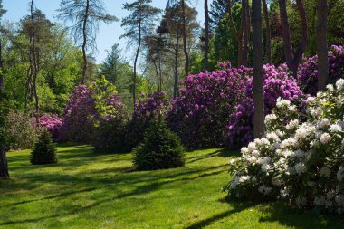 Ohio parkında büyüyen pembe ve beyaz rhododendronlar.