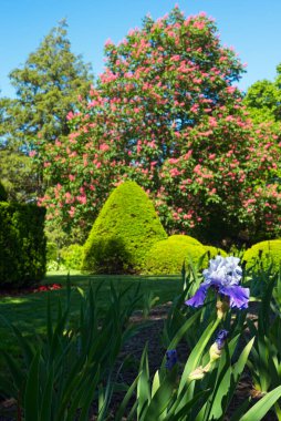 Yarım gün ışığında sakallı bir iris, Ohio 'daki bir parktaki öğleden sonra sahnesinin ön planına hükmediyor..