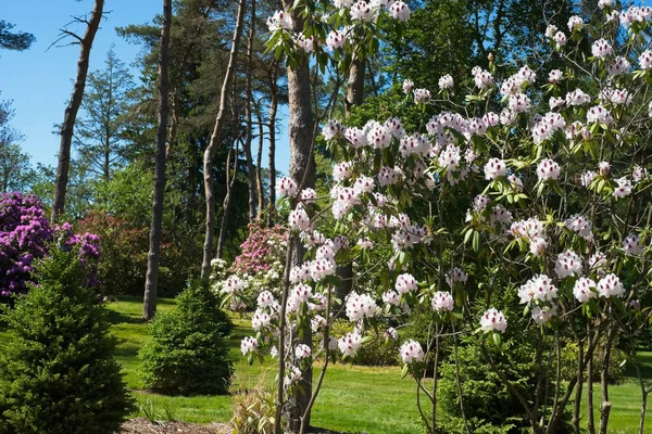 Білі Рододендрони Домінують Передньому Плані Парку Огайо Рожевими Задньому Плані — стокове фото