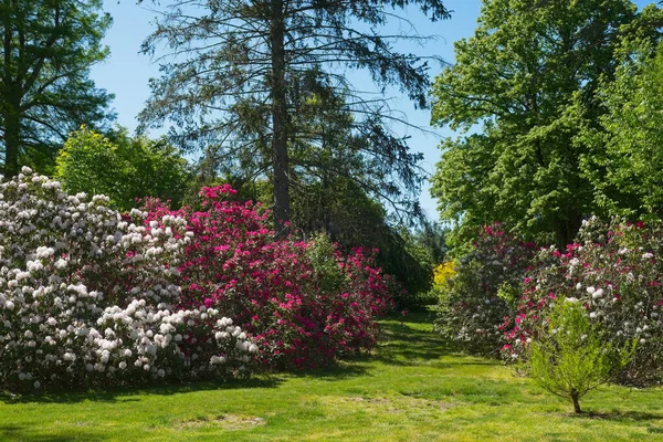 Weiße Und Rote Rhododendron Wachsen Einem Park Ohio Der Späten — Stockfoto