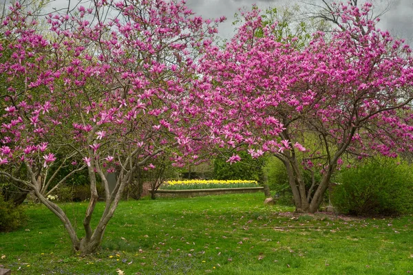 stock image Flowering magnolias and daffodils in the distance brighten up a gray day in Cleveland's Lake View Cemetery.