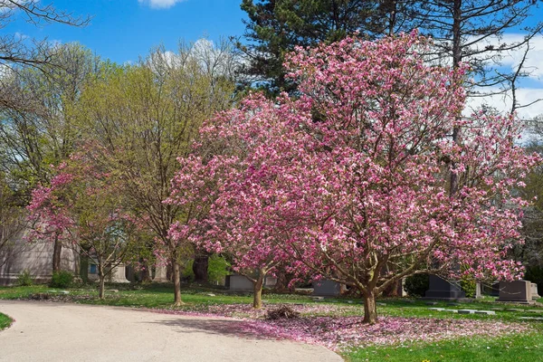 Bright Pink Magnolia Full Bloom Cleveland Lake View Cemetery Mid — Stock Photo, Image