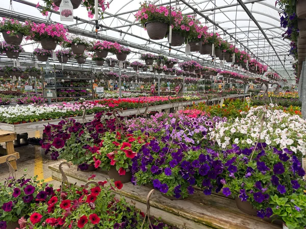 奥克伍德 2023年5月25日 各种不同品种的小花在俄亥俄州大温室的整个角落里充盈着生机勃勃的色彩 图库图片