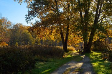Sonbaharda dizginleri elinde tutan iki dev meşe ağacı sabahın erken saatlerinde ışıldıyor.