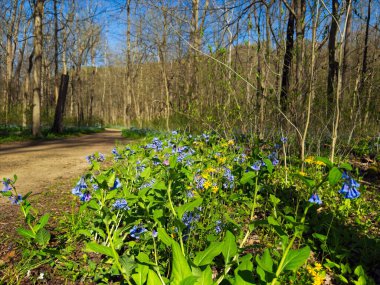 A patch of Virginia bluebells and wild yellow daisies blooming along a bridle path in a Cleveland area nature park clipart