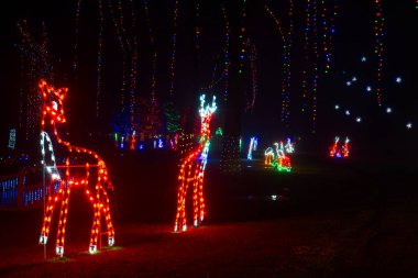 İki Noel ışığı geyiği, Ohio 'nun kuzeydoğusundaki bir parktaki ağaçlara tırmanan uzun ışık tellerinin önünde duruyor..