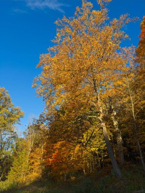 Öğleden sonra vakti altın yapraklarla parlayan uzun bir meşe ağacı.