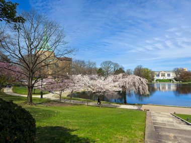 Cleveland 'ın Üniversite Çemberi bölgesindeki Wade Lagoon, sanat müzesinin en uç noktasını yansıtıyor baharda çiçek açan kiraz ağaçları arasında..