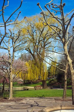 Sycamore ağaçları tomurcuklanmaya hazır büyük bir söğüt ağacı ve daha küçük çiçek açan kiraz ağaçları Cleveland, Ohio 'daki Üniversite Çemberi bölgesinde.