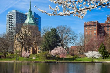 Wade Lagoon 'un batısında Cleveland Ohio Üniversitesi' nin Circle bölgesinde ilkbaharın başlarında kiraz çiçekleri açan