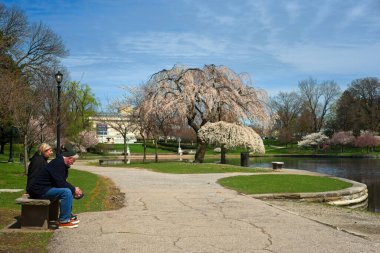 Yaşlı bir çift, Cleveland Ohio 'nun Üniversite Çemberi bölgesindeki Wade Lagoon' da kiraz çiçekleriyle bahar sahnesini çekiyor..
