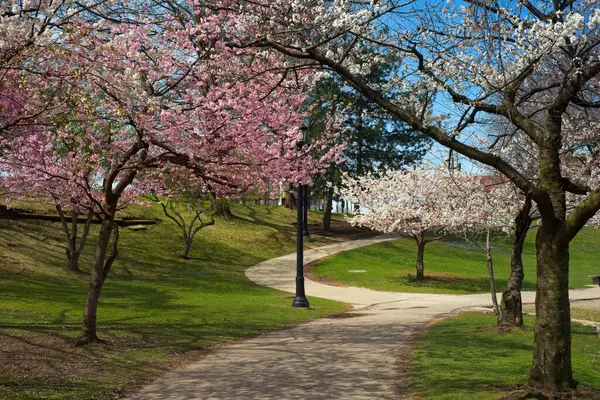 Pembe ve beyaz kiraz çiçekleri güneşli bir bahar sabahında Cleveland Ohio 'nun Üniversite Çemberi bölgesindeki Wade Lagoon' da bir geçide sığınır..