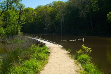 Cleveland, Ohio yakınlarındaki Rocky River Reservation 'da bir dere ve göl arasında bahar yaprakları arasında bir patika ve kıyı yolu kıvrımları var.
