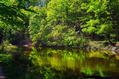 Akşamın erken saatlerinde güneş ışığı, Cleveland, Ohio yakınlarındaki Rocky River Reservation deresine parlak bir şekilde yansıtılır.